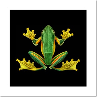 Dramabite Tree Frog Green Realistic Animal Wildlife Artistic Graphic Posters and Art